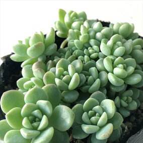 楽天市場 観葉植物 種類 植物 サボテン 人気ランキング1位 売れ筋商品 楽天市場 観葉植物 種類 植物 サボテン 人気ランキング1位 売れ筋商品